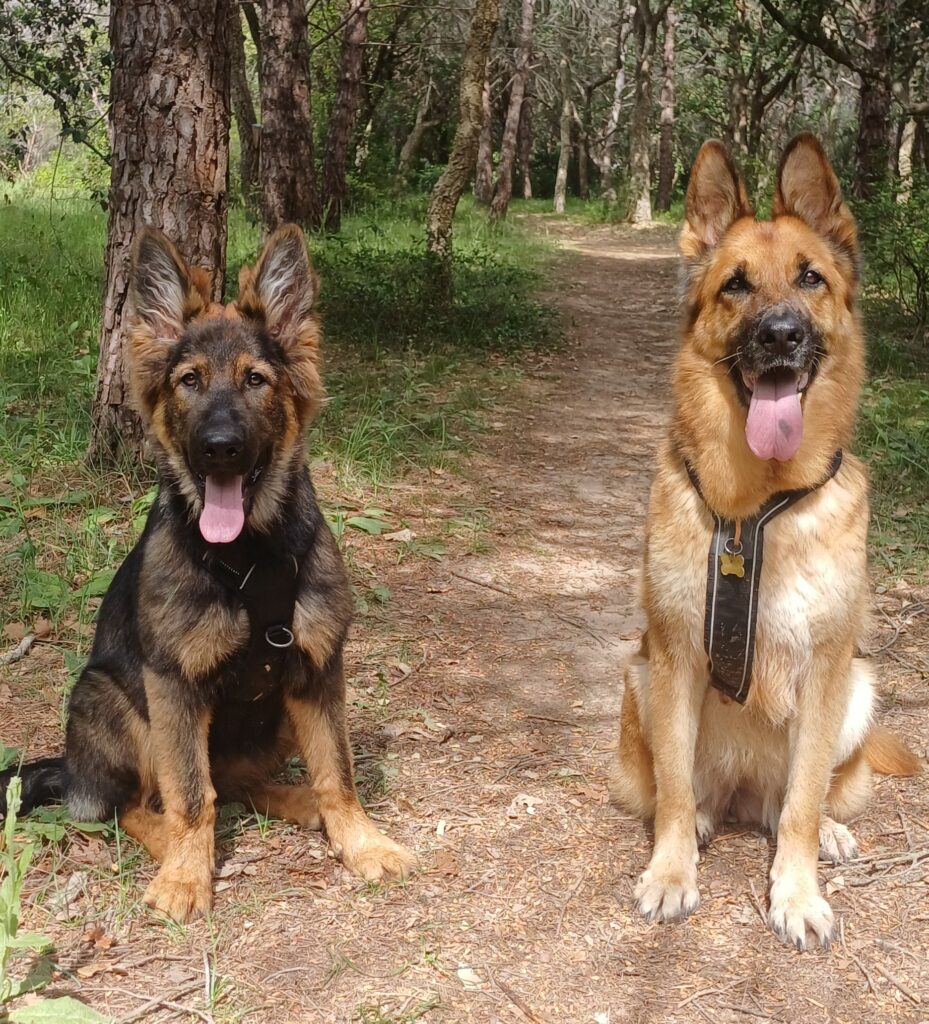 Ellie et Lou Chien heureux sur un chemin